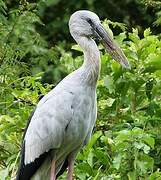 Asian Openbill