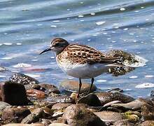 Least Sandpiper