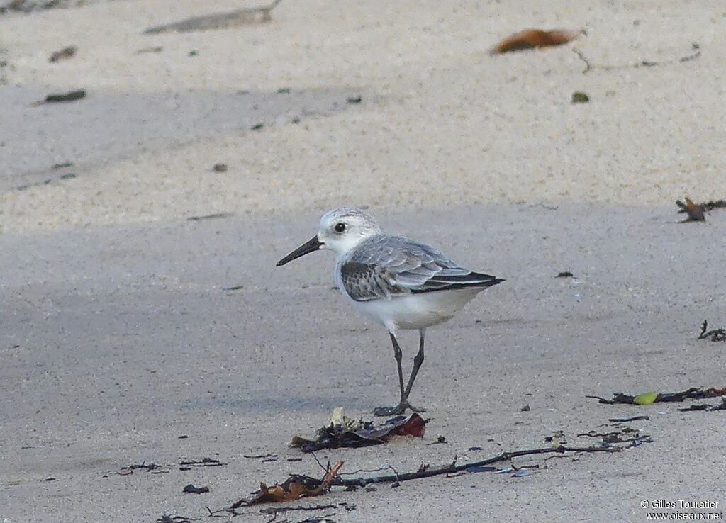 Bécasseau sanderling