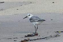 Bécasseau sanderling