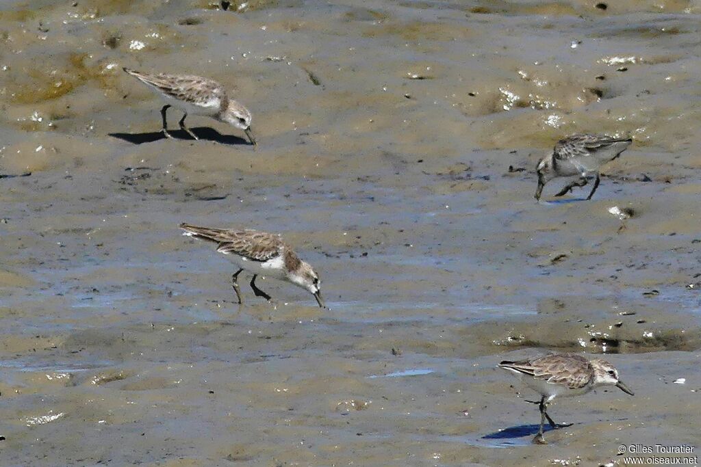 Semipalmated Sandpiper