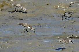 Semipalmated Sandpiper