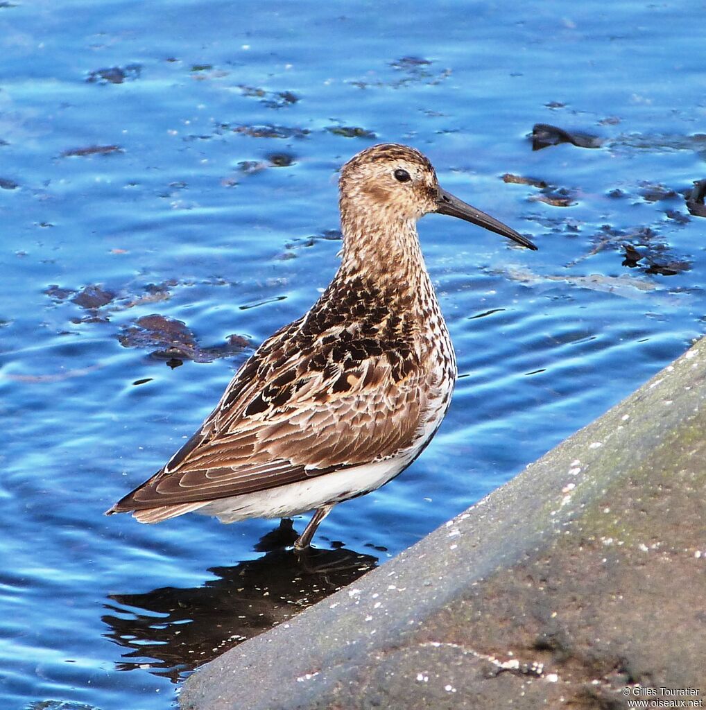 Bécasseau variable