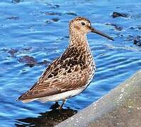 Dunlin