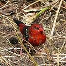 Bengali rouge
