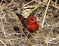 Bengali rouge