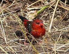 Red Avadavat