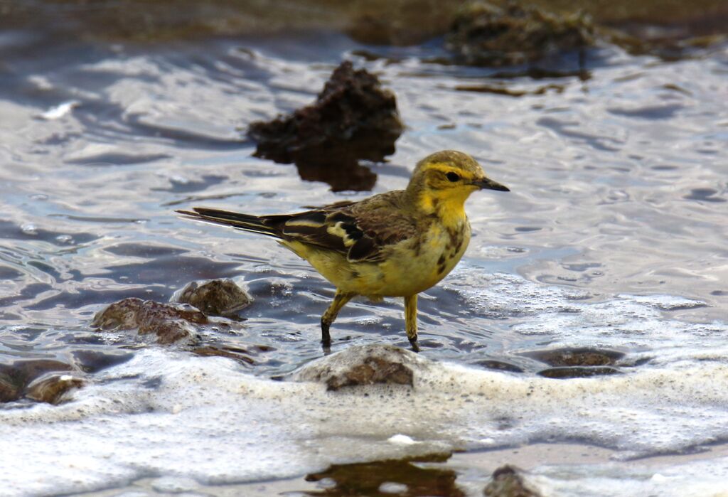 Western Yellow Wagtail (flavissima)