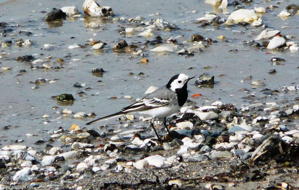 White Wagtailadult, habitat, camouflage, fishing/hunting