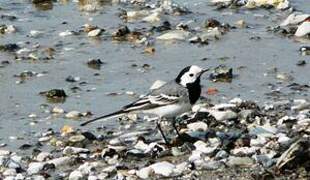 White Wagtail