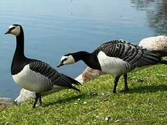 Barnacle Goose