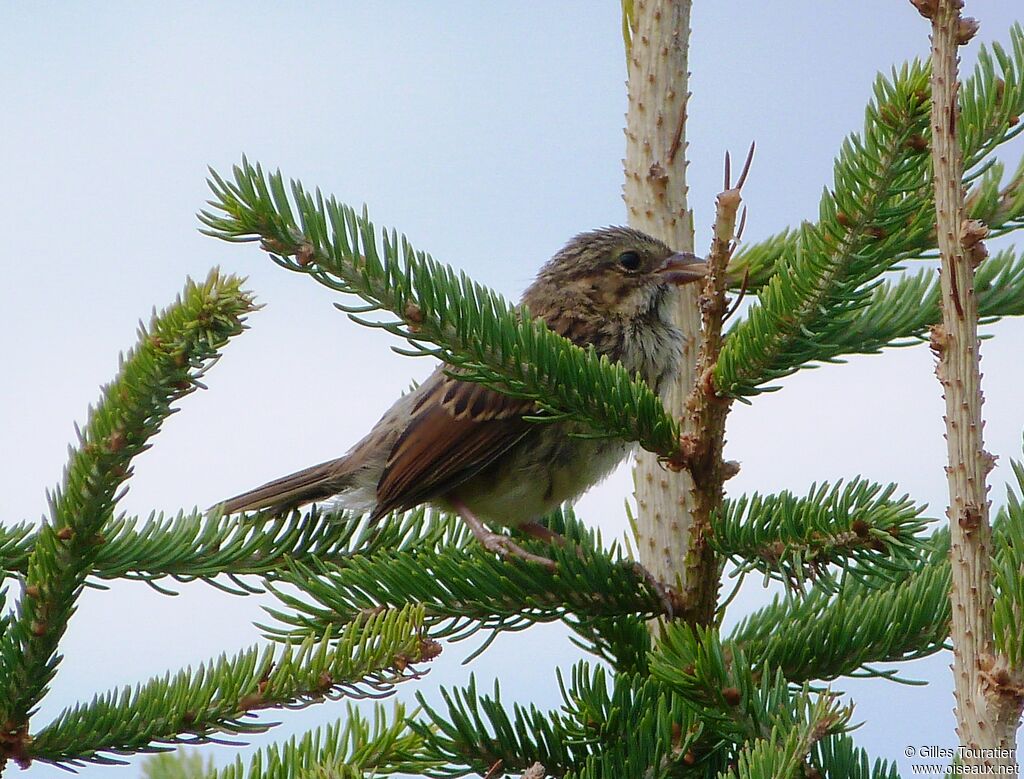 Song Sparrow