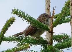 Song Sparrow