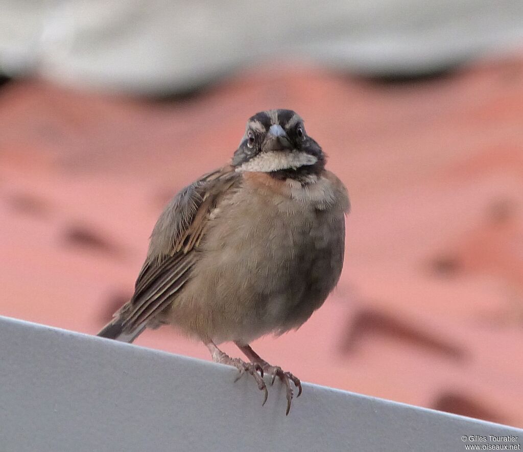 Rufous-collared Sparrow