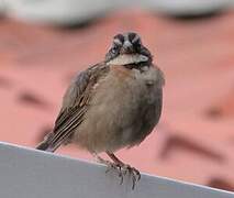 Rufous-collared Sparrow