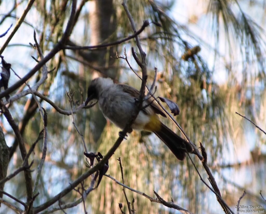 Sooty-headed Bulbul