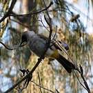 Bulbul cul-d'or