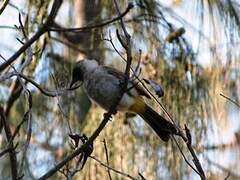 Sooty-headed Bulbul