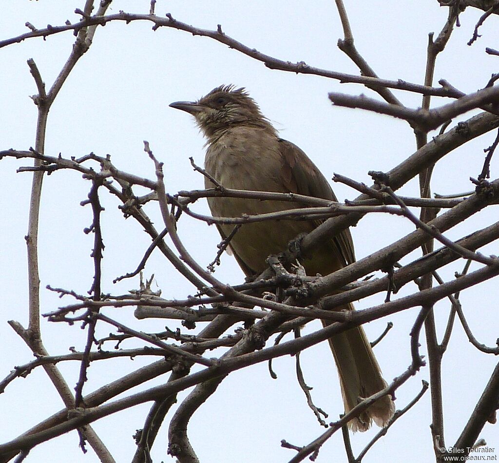 Streak-eared Bulbul