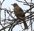 Bulbul de Conrad