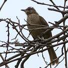 Bulbul de Conrad