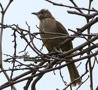 Streak-eared Bulbul