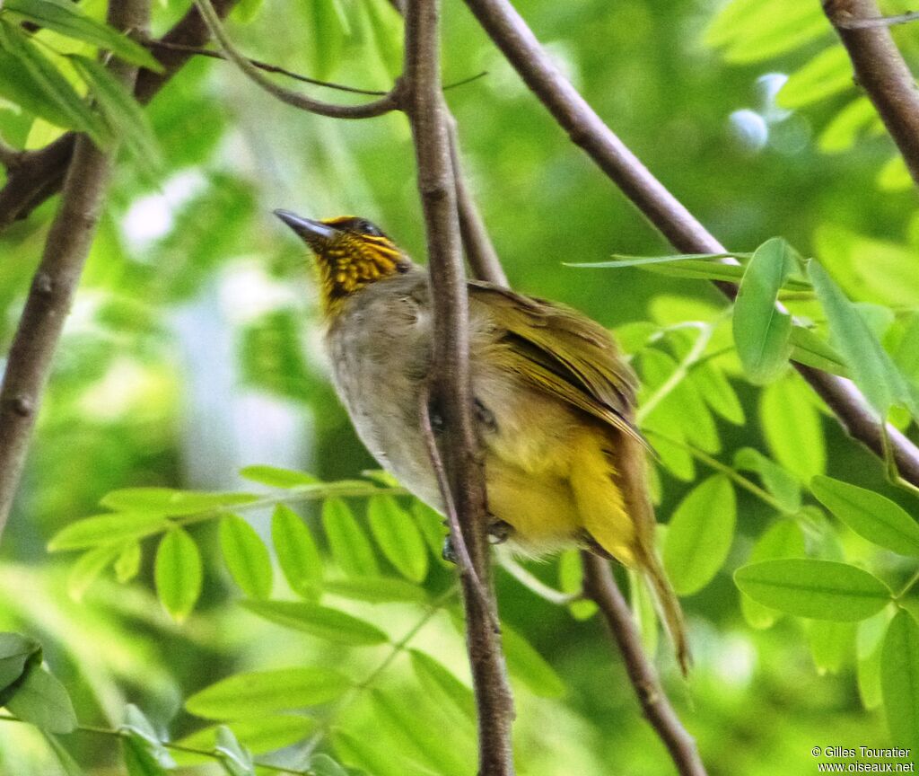 Stripe-throated Bulbul