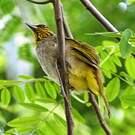 Bulbul de Finlayson