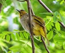 Stripe-throated Bulbul