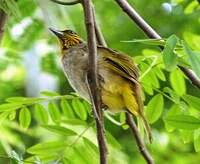 Bulbul de Finlayson