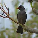 Bulbul de Madagascar