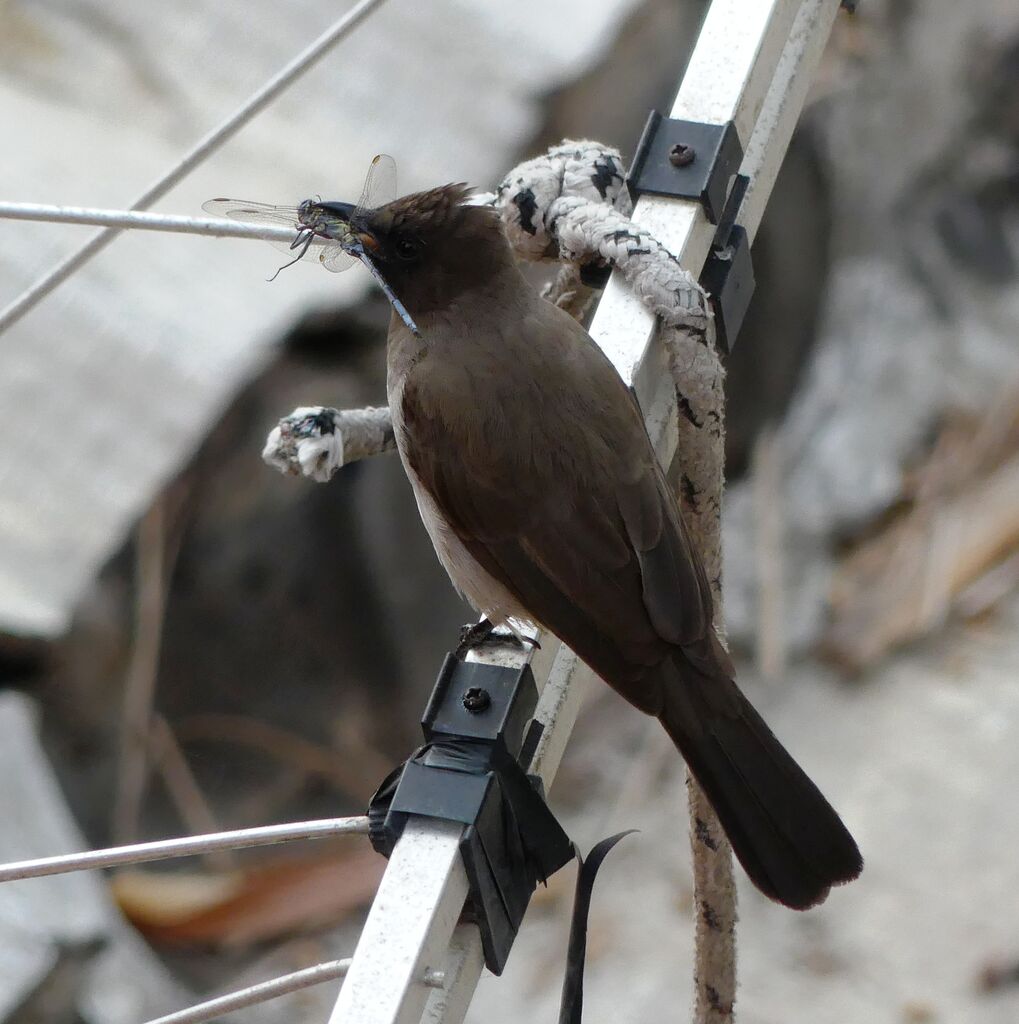 Bulbul des jardins