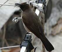 Common Bulbul