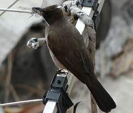 Bulbul des jardins