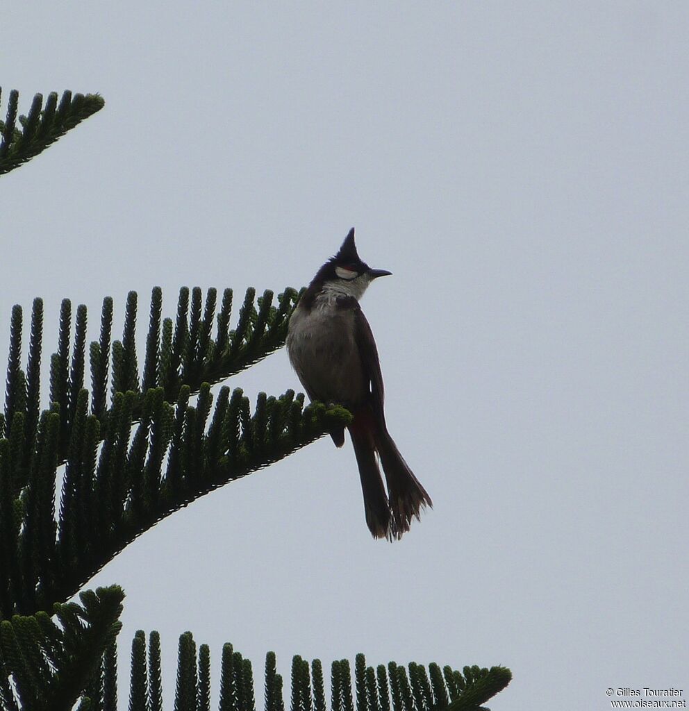 Red-whiskered Bulbul