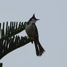 Bulbul orphée