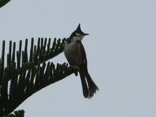 Bulbul orphée