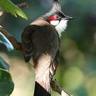 Bulbul orphée