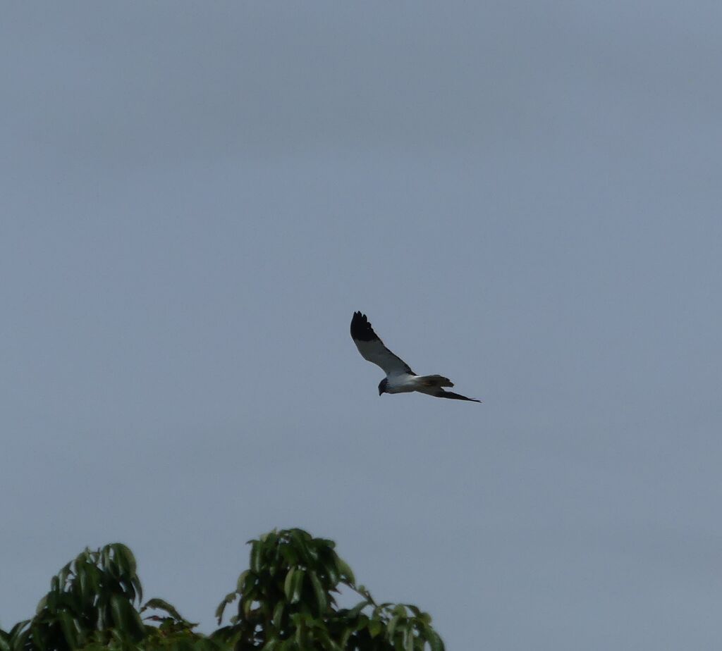 Reunion Harrier