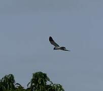 Reunion Harrier