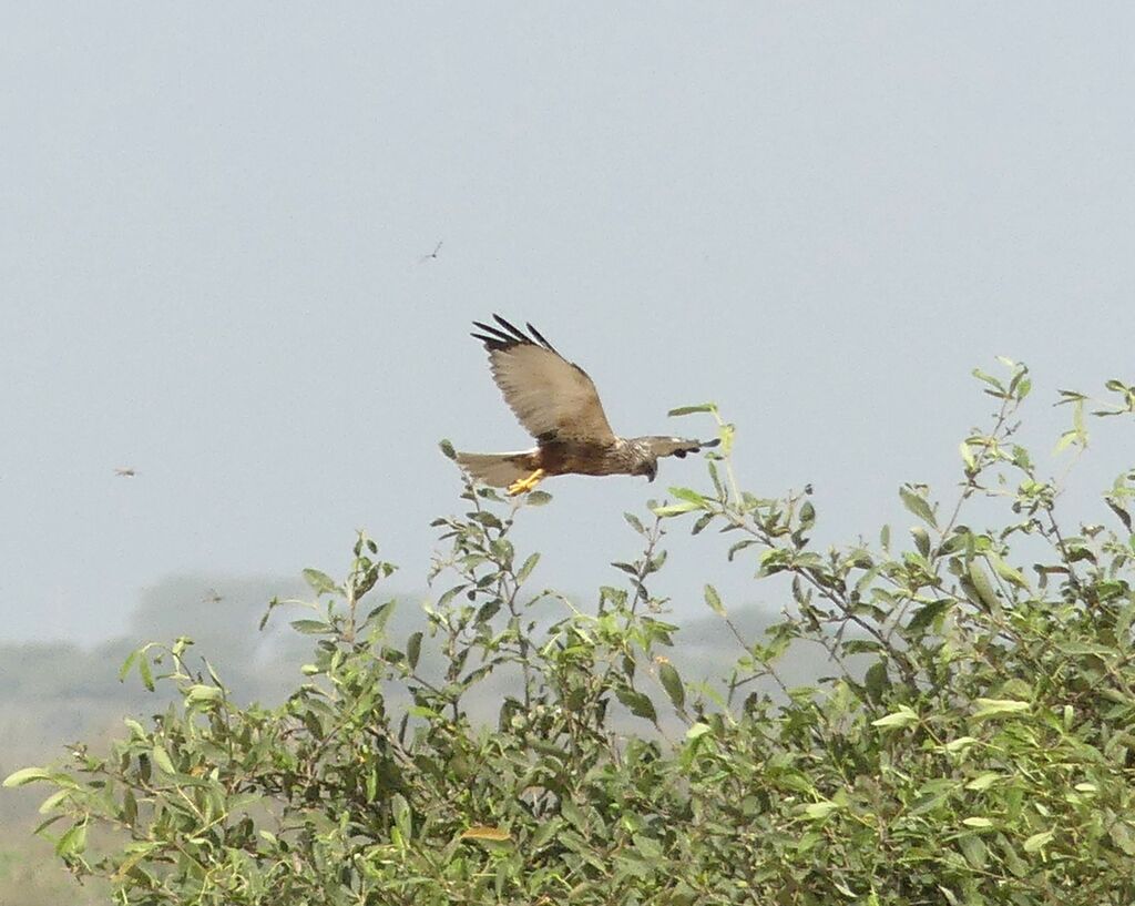 Western Marsh Harrier