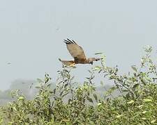 Western Marsh Harrier