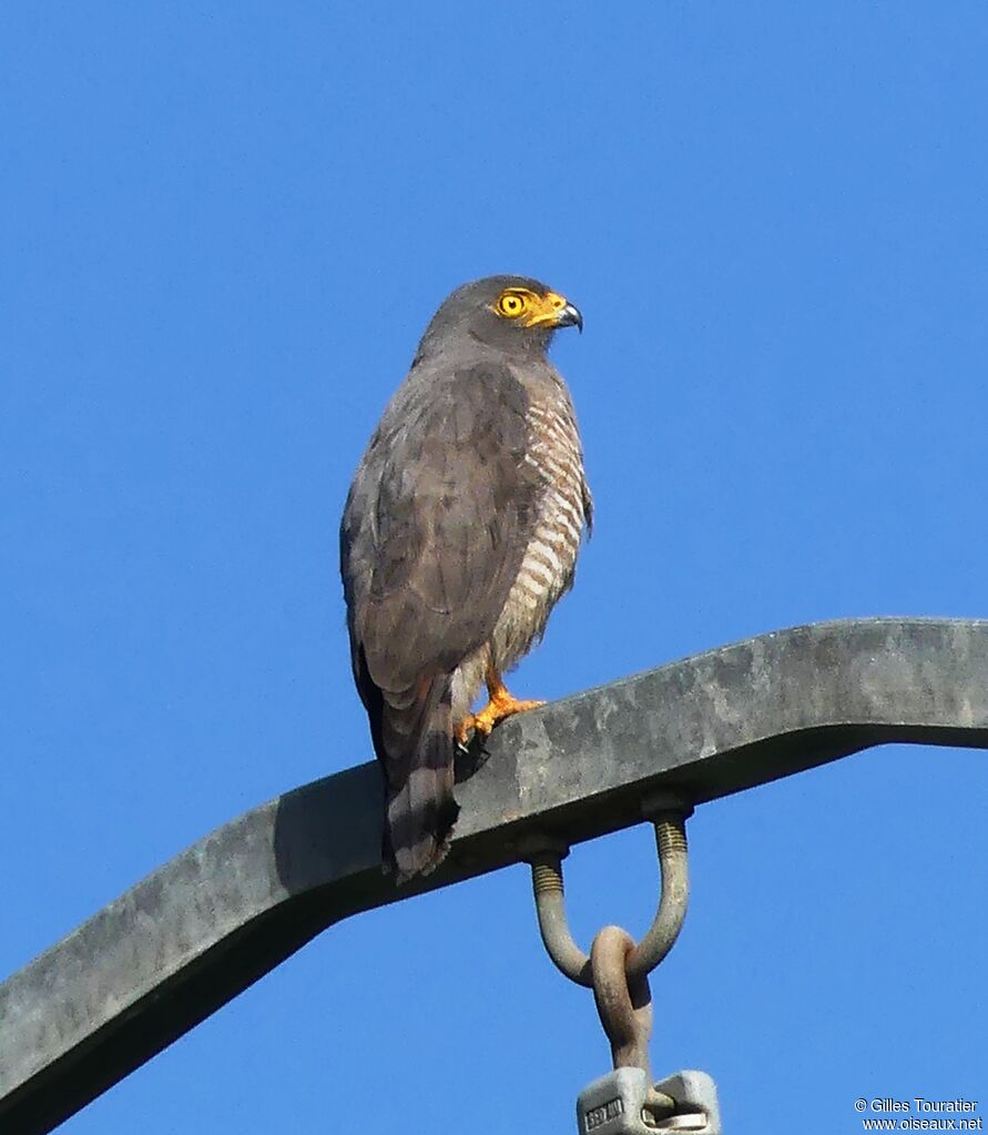 Roadside Hawk