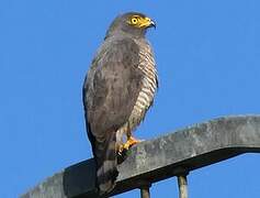 Roadside Hawk