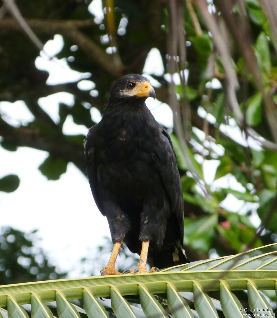 Common Black Hawk