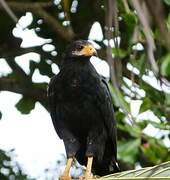 Common Black Hawk