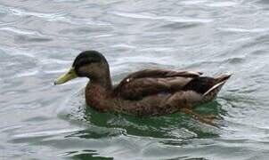 American Black Duck