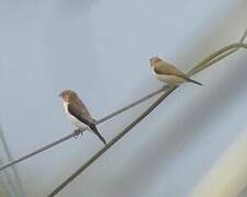 African Silverbill