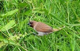 Scaly-breasted Munia