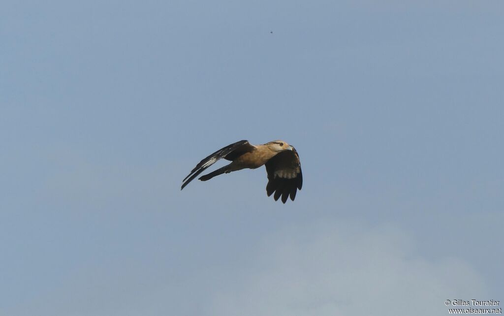 Caracara à tête jaune